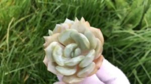 Echeveria Snow Shower