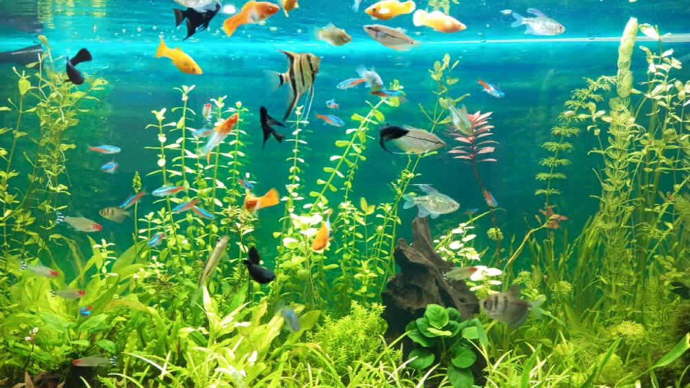 Новости по моим аквариумам обзор конец февраля #NIK_72 смотреть онлайн