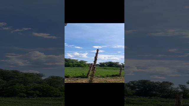 Правильное укоренение черенка