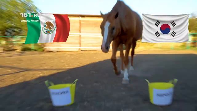 Донской конь-оракул предсказал результаты матча Мексика – Южная Корея смотреть онлайн
