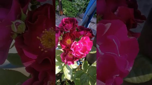 роза Найт Оул(Night Owl) смотреть онлайн