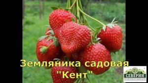 Садовая земляника фриго. Что это такое и как купить.