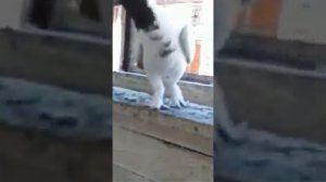 Продам-Голуби иранские головатые (черноголовые)