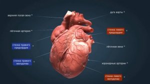 Сердце | Анатомия человека | Биология