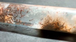 Распаковка и обзор фермы "Белый Дом" 3.0 от 4 ants. Заселение в него муравьёв Pheidole pallidula.