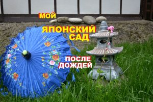 Мой японский сад после дождей