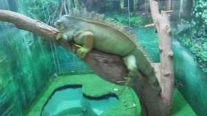 Экзотариум Челябинский зоопарк. 21 января 2024 год.