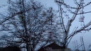 Тля на персике. Просто и доступно спасти дерево.