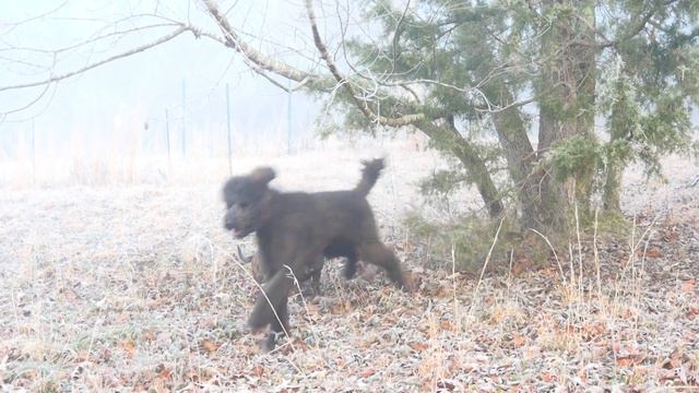Туман, сад, пудели и мысли в слух ... смотреть онлайн