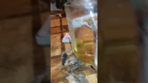 Колпачки свечей накала.пассат б5