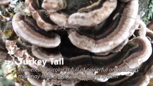 Turkey tail soup - Medicinal mushroom recipe with Chef Robin