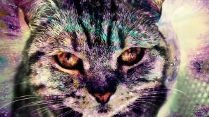 Я КОТ (РЖБ и Наум Блик)