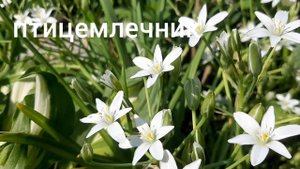 Цветущие многолетники в июне