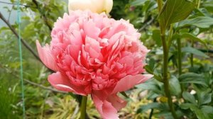 ПИОН  ЛОРЕЛЕЙ (PEONY LORELEI) 5 дней цветения.