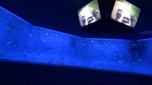 ТАКИХ РЫБ Я ЕЩЕ НЕ ВИДЕЛ ДАЖЕ! ПОЕЗДКА В НОВОСИБИРСК!ОКЕАНАРИУМ, АКВАПАРК, ДЕЛЬФИНАРИЙ