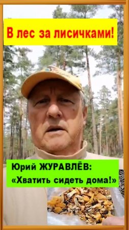 В лес за лисичками. Юрий ЖУРАВЛЁВ: «Хватить сидеть дома!»