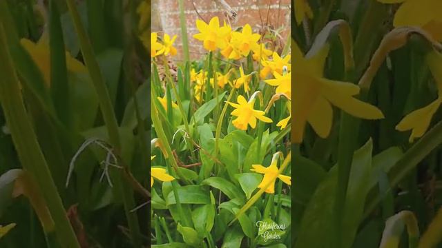 Floriferous Garden