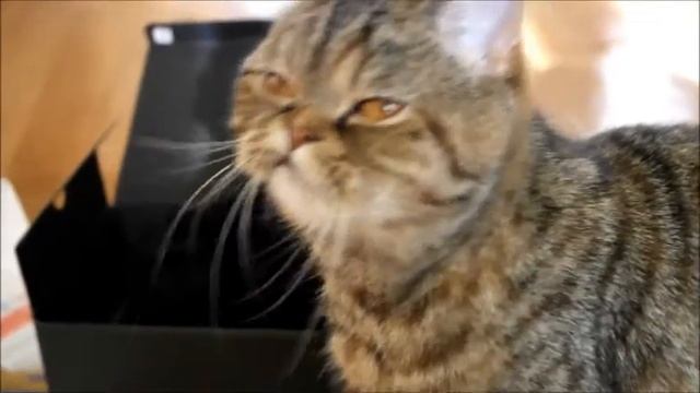 проверка камеры смотреть онлайн