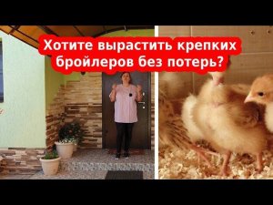 Как, когда и чем кормить цыплят бройлеров с первых дней, чем пропаивать