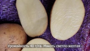 Сорт картофеля Аризона. Potato seeds Arizona.