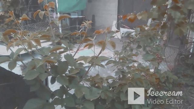 Ежевика Небеса Могут Подождать 23 04 23 04 09 05 20 05 11 06 20 06 30 06 10 07 20 07 смотреть онлайн