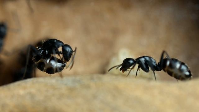 ?САМЫЕ КРУПНЫЕ МУРАВЬИ РОССИИ! Camponotus vagus - гиганты европейских лесов и их содержание дома! смотреть онлайн