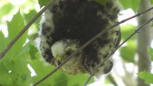 Слётки ястреба-перепелятника повисли на ветках дерева ( Accipiter nisus )