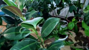 Комнатные растения. Асплениум, филодендрон, молочай и другие крупномеры.