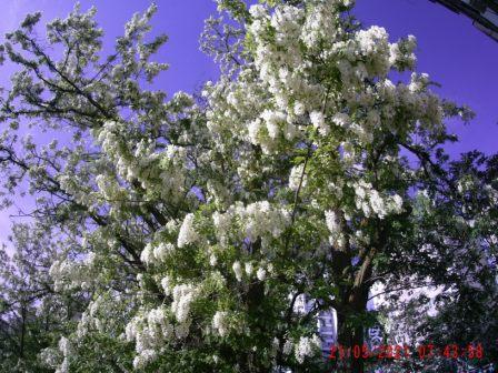 УРА!!! 21.05.21 МОЩНЕЙШИЙ ВЗЯТОК С БЕЛОЙ АКАЦИИ. смотреть онлайн