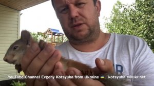 Как вырастить белку. Мой опыт и моё мнение