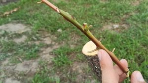 прививка персика и абрикоса на одном корне, летом / peach and apricot together on the same root