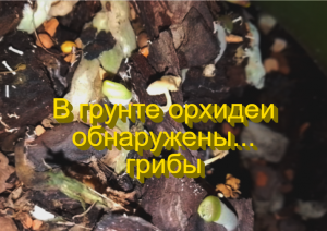 В грунте орхидеи обнаружены грибы. Что делать?