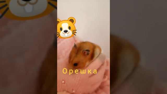 Знакомство с моими домашними питомцами🐹🐠🐶