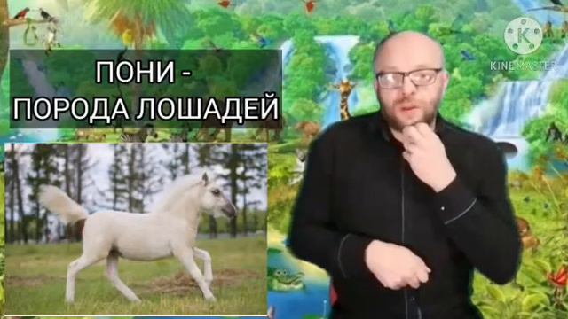 Рассказ"история в зоопарке"- Павел Петров . смотреть онлайн