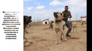 7 самых ЗАПРЕЩЕННЫХ пород собак в РФ