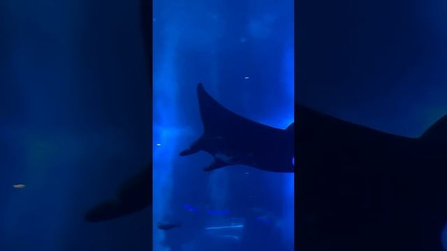 Скаты манта в крупнейшем в мире океанариуме | Manta rays in the world’s largest aquarium