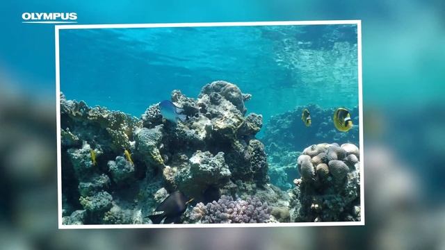 Top 5 Waterproof Cameras | Best Waterproof Camera | смотреть онлайн