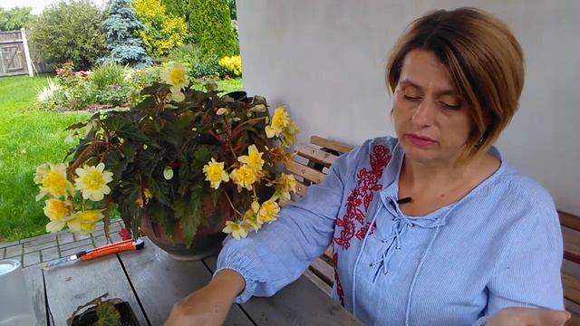 Бегония клубневая. Если не получается сохранить клубни