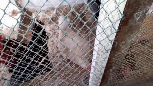 Куры-несушки, петухи и весна смотреть онлайн