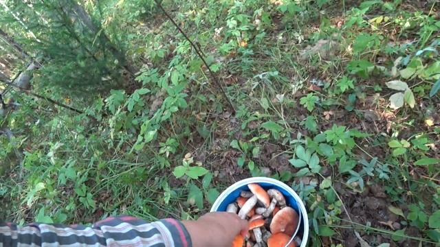 ГРИБЫ АВГУСТА Пермь лето 2022. смотреть онлайн