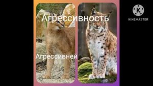 РЫСЬ ПРОТИВ КАРАКАЛА!!! ( читайте описание )