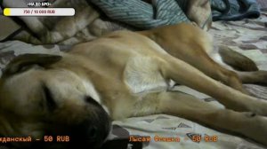 = Пёс спит рядом с хозяином =