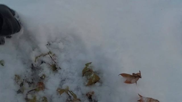 Оставила черенки зимовать  в самом  череночнике.? Эксперимент