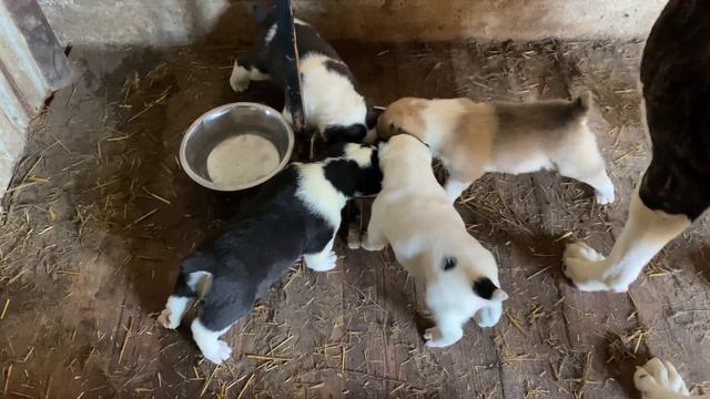 Джулины детки. Обед на улице.Бульдозера,Топаза линии.САО/алабай.+79157787787 смотреть онлайн