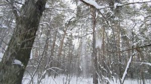 Челябинск предновогодний лес. За окошком снег закружился. 15.12.2023г