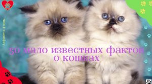 А вы знали что!
50 мало известных фактов о кошках / Как кот баллотировался в мэры