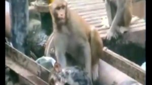 ПРикОлы. Обезьяна спасает другую обезьяну