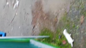 БОЙ-МЕЖДУ-ЛАСКОЙ-И-КРЫСОЙ ?