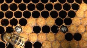 Пчёлки 32. Трудное рождение пчелы.