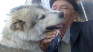 Любовь самого верного и преданного друга